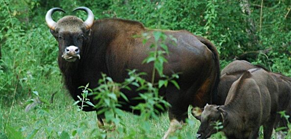 Gaur_or_Indian_Bison_at_Bandipur_National_Park
