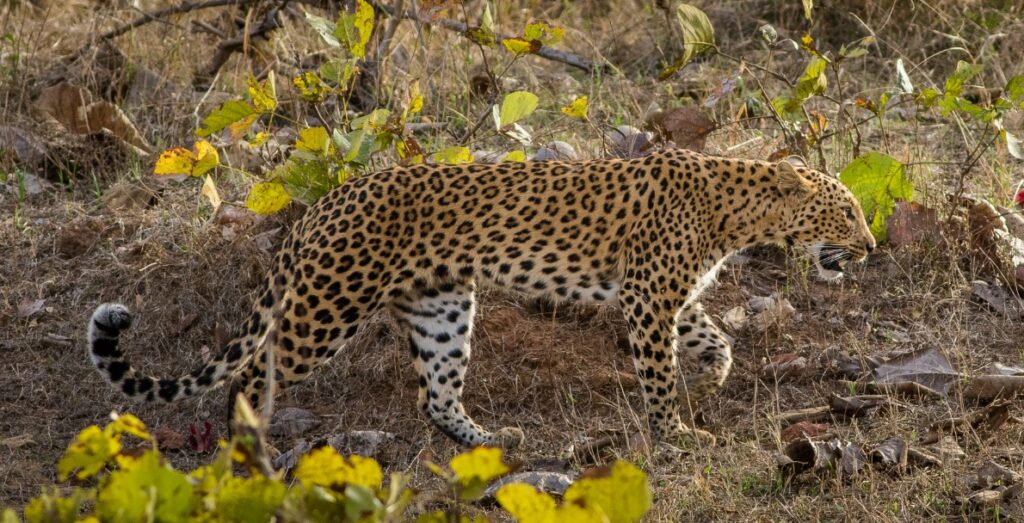 गुरु घासीदास तमोर पिंगला टाइगर रिजर्व में साल के घने जंगल और बाघ