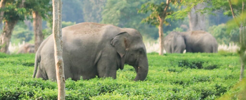 tamor-pingla-wildlife-sanctuary-guide