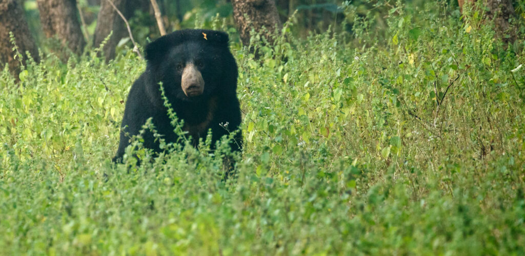 टाइगर रिजर्व में साल के घने जंगल और बाघ